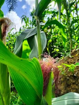 Close up view of corn plants not yet ready for harvest Stock Photos