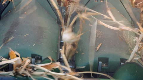 Close view of corn stalks getting processed and broken down in harvestor tractor Stock-Footage 204099088