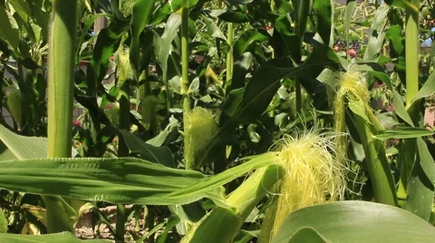 Close Up View of Corn Stems in the Field 스톡 동영상 54462674
