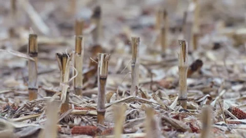 Close view of a cornfield after harvest, showing dry stalk stumps and scatt.. Stock Footage 305825620