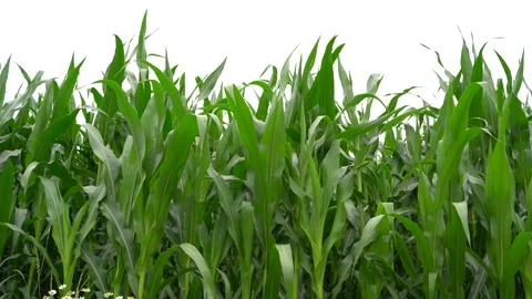 Close view of the cornfield that is being moved by the wind Stock Footage 165966617