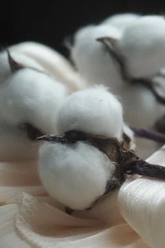 Close view of cotton plants on a flat surface Stock Photos