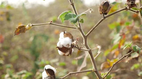Close view of cotton tree, View of cotton on a tree Stock Footage 147704369