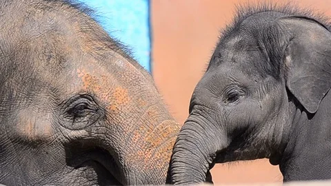 Close view of couple elephants communicating Stock Footage 94407219