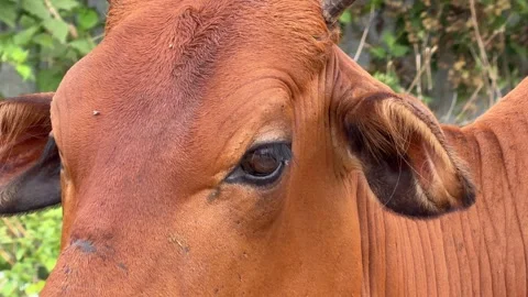 Close view of a cow head with flies on its face while the animal stands outdoors Stock Footage 330663152