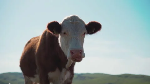 Close-up view of cow in mountain Stock-Footage 146642910