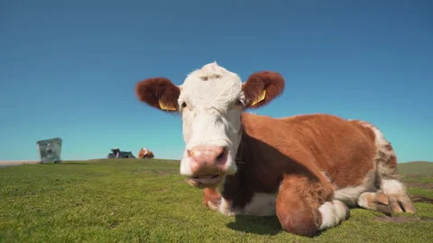 Close-up view of cow in mountain Stock-Footage 146643039