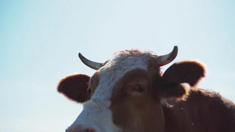 Close-up view of cow in mountain Vídeo Stock 146855473