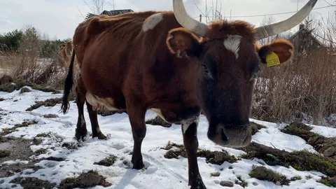 Close-up view on cow at spring time in rural landscape Stock Footage 127556190