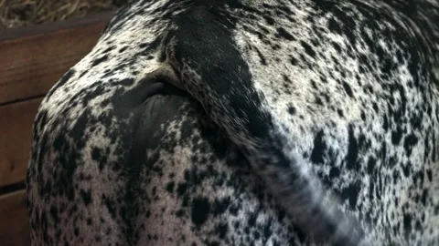 A Close-up view of a cow's butt (Zebu) with a waving tail Stock Footage 267051268