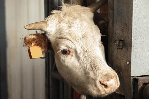 Close-up view of a cow's ear tag, this photo illustrates the essential practice Stock Photos