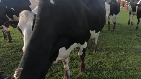 Close up view of cows eating grass on farming field. Late summer day on farmland Stock Footage 132337686