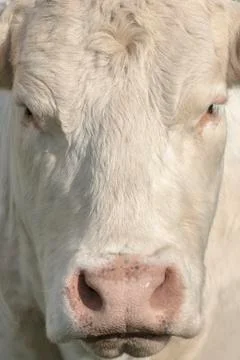 Close view of cow's face Stock Photos