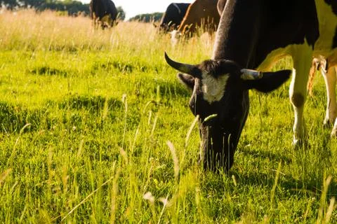 Close-up View of Cows grazing in a Meadow Stock Photos