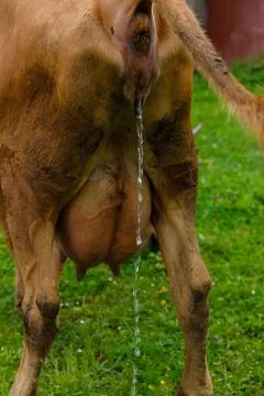 Close-Up View of a Cows Hindquarters Capturing the Moment of Urination on a Stock Photos
