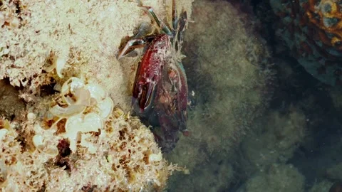 Close View of Crab Eye and Claw in Shallow Water Stock Footage 342899998