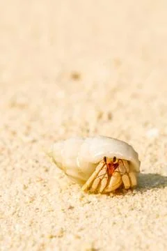 Close view of crab with shell on sandy beach in maldives Stock Photos
