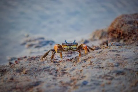 Close-up view of a crab standing alert on sandy shore near tidal water Foto stock