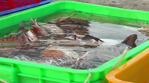 Close view of crabs beneath bubbling water in an aerated container, emphasizing Video stock 325776235