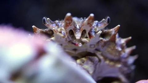 Close-up view of a crab's shell revealing intricate textures and patterns, Stock Footage 335088599