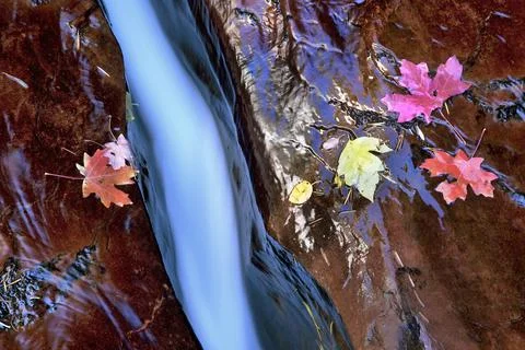 Close-up view of "The Crack" with fall leaves in the Subway section, Utah Stock Photos