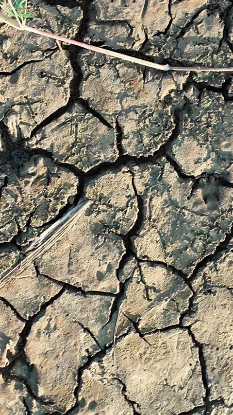 Close-up view of cracked dry earth texture with scattered dry grass and twigs Stock Footage 343442206