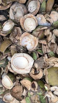 A close up view of cracked open coconut shells and husk fragments scattered i Foto stock