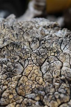 Close view of cracked tree bark showing texture and detail in the forest during 库存照片