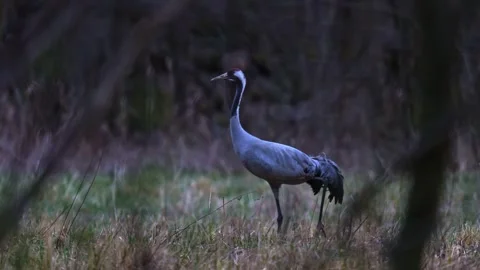 Close view of cranes feeding at dusk seen through branches during stealth w.. Stock Footage 332443436