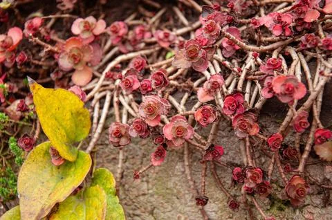 Close up view of creeping red sedum succulent stems, rosettes and a bright .. Stock Photos