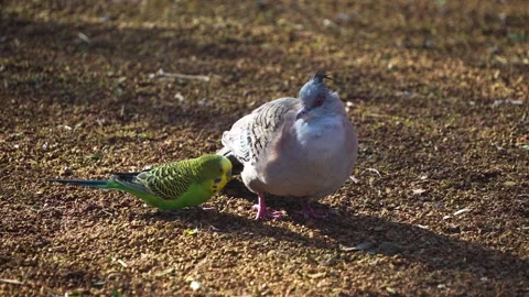 Close view of a crested Dove and budgie. Stock Footage 267486379