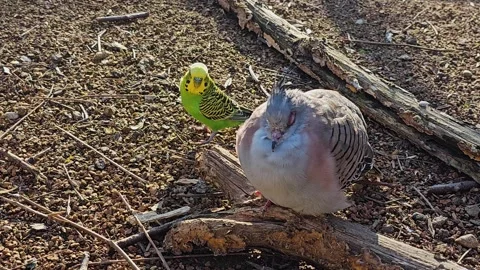 Close up view of a crested Dove and a budgie Stock Footage 267587277