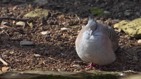 Close up view of a crested Dove Stock Footage 267600341