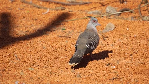 Close view of a crested Dove Video stock 273630574