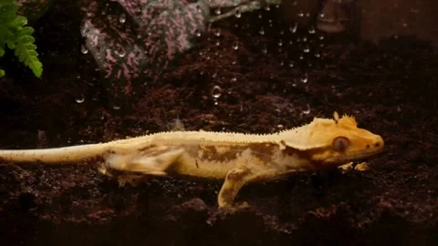 Close-up View Of A Crested Gecko Moving On A Plant Vídeos de archivo 336360112