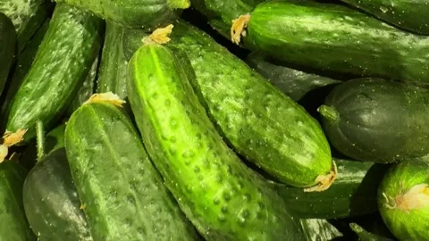 Close Up View of Crisp Green Cucumbers 스톡 동영상 340340748
