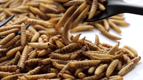 Close-up view of crispy edible insects piled on a white surface, showcasing Video stock 317551730