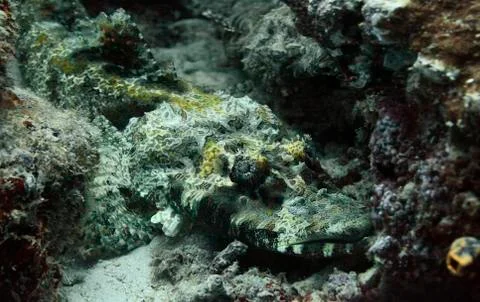 Close up view of crocodile fish head Stock Photos
