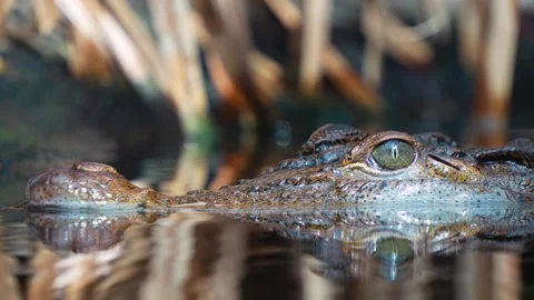 Close view of a crocodile head Stock Footage 254129436