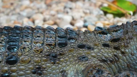 Close view of a crocodile head Stock Footage 254129477