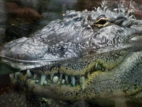 Close-up view of crocodile 写真素材