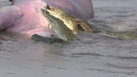 Close view of a crocodile ripping meat off a hippo and splashing with its tail Stock Footage 71657470