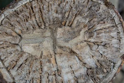 Close view of cross section cut of a cactus Stock Photos