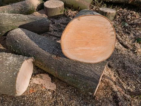 Close-up view of the cross section of cut tree trunks. Stock Photos