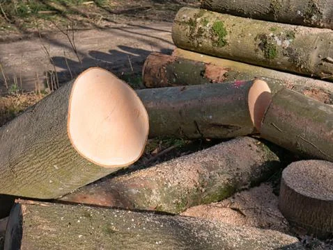 Close-up view of the cross section of cut tree trunks. Stock Photos