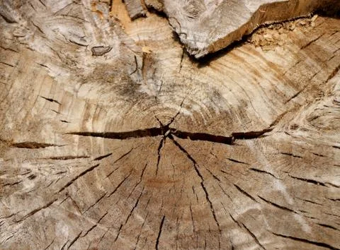 Close up view of cross-section of old wood Stock Photos
