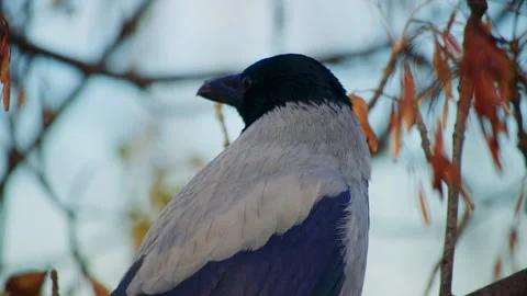 Close view of a crow showing feather texture and bird sharp details Stock Footage 326065684