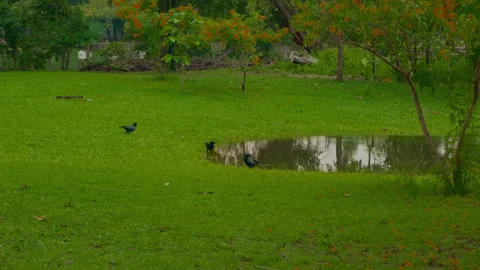 Close view of crows around puddle on green grass Stock Footage 321008792