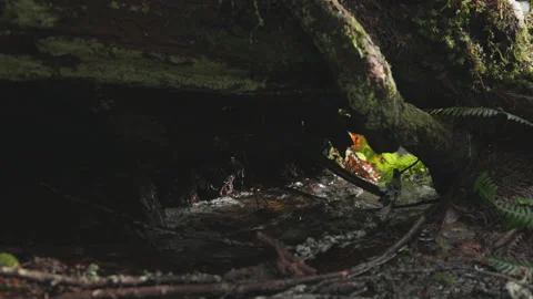 Close-up view of crystal clear, alpine creek streaming along evergreen meadow Video stock 232269918