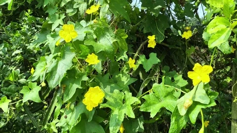 A close-up view of a cucumber flower, cucumber plants Stock Footage 288176413